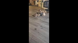 Bengal kittens playing with a Roomba in Reno, Nevada, USA