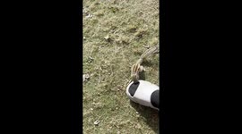 quarrel with squirrel