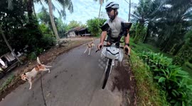 Bikepacking Chaos: Solo Cyclist Chased by Dogs and Collides with Chicken in Thailand