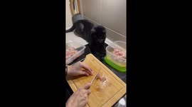 Playful black cat pawing at meat in Rochov, Czechia
