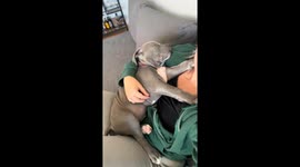 Pitbull puppy napping in moms arms