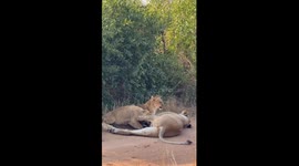 Tough Love in the Wild: Lioness Sets Boundaries as Cubs Push Their Luck