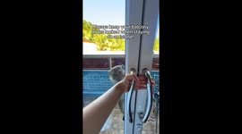Wild Monkeys Try to Break Into Tourist Hotel Room in Thailand