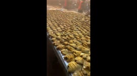 Chaos at Wedding Feast in UP’s Hapur as Guests Rush Fish Fry Stall