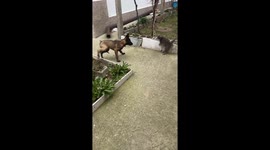 Spirited Malinois Puppy Gets a Reality Check from Unimpressed Cat. This high-energy footage captures the moment a boisterous Belgian Malinois puppy tries to initiate a game of tag with the family cat in their backyard. The pup displays a classic case of t