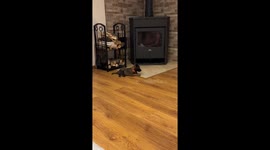 Tiny but Mighty: Belgian Malinois Puppy Masters the 