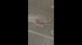 Rescued an Axolotl who lived in a bucket in his whole life and gave him a luxury home.