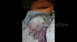China: Rare footage shows full birth process of a hedgehog mother in China