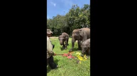 Elephant family tuck into fresh fruits for lunch in Indonesia