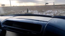 Stray dog rescued by passing motorists from power line clamp