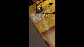 Cat caught lying on a bed while watching cat videos on a phone