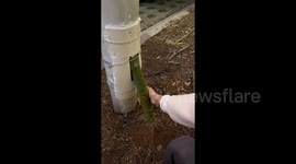 竹子穿透路灯杆生长 顶部探出头还长出茂盛枝叶