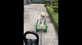 Mischievous dog causes playful cart mishap in Huasca de Ocampo, Mexico