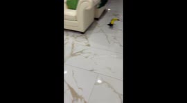 Playful toucans with toy banana in Los Angeles, California, USA