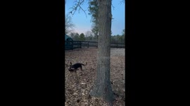 Playful dog swinging mishap in Aiken, South Carolina, USA