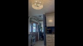 Playful unexpected slipping with cat in Alexandria, Kentucky, USA