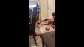 Cairn Terrier distracted by wrapping paper and his shadow in Los Angeles, California, USA