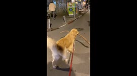 Golden Retriever dog insists on carrying a huge stick in Tel Aviv, Israel