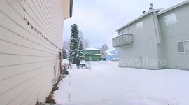 Unexpected moose encounter in Anchorage, Alaska, USA