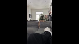 Dog perks up instantly when hearing “chicken” in Toronto, Canada