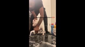 My doggy cleaning after himself.