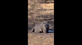 Mud, Sun, and Smiles: A Playful Elephant’s Perfect Safari Moment
