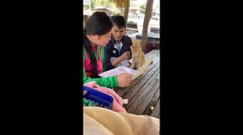 Kitten listens attentively as couple read restaurant menu