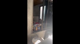 Resident shocked to find wild monkey stealing food from his kitchen