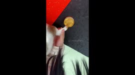 Creative woman turns dog’s wagging tail into a calligraphy brush