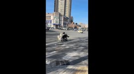 Pet dog gently pushes elderly man’s wheelchair across busy road