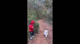 Toddler 'talks' to lost lamb and helps it find its way to its mother