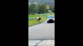 Rowdy Bull Elk Smashes Passing Car