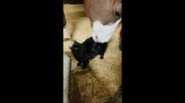 Horse Using Nose to Pet Cat
