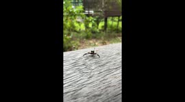 Tiny Dancing Spider