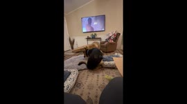 German Shepherd Hogs All The New Dog Beds