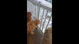 Driveway Ice Slide Takes an Unexpected Detour