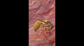 Wasp carves off a piece of raw pork to fly home with