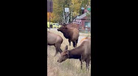 Smash Living Up to His Name