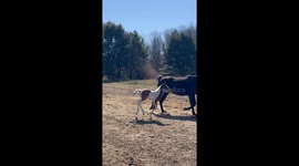 Foal Runs Into Barbed-Wire Fence
