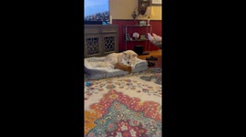 Older Dog Issues Proper Correction To Small Puppy