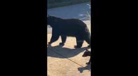 Car Hijacked by Bear Family-Which Drive-Thru Are They Hitting First?