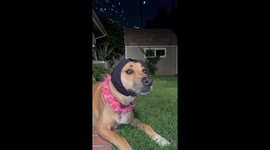 Anxious Pup 4th of July Ear Protection