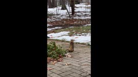 Tipsy the Special Needs Squirrel