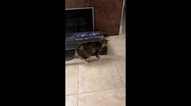 Cat Leaps Away From Own Puke