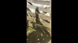 Sheep Leaping As They Leave Corral