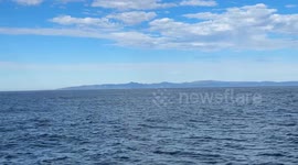 huge pod of killer whales see off the coast of California