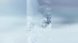 Türkiye: Red Deer Calmly Walks Away From Forestry Workers In Turkish Forest