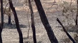 Australia: Flying Foxes And Kangaroos Suffer Amid Victoria’s Heatwave And Bushfire Chaos