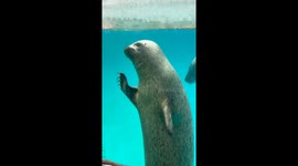 A friendly sea lion in China waved hello to tourists at a theme park