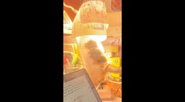 Cat in China tightens a loose light bulb like a tiny electrician